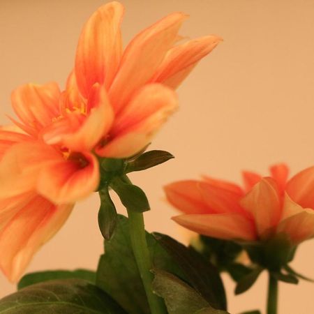 Haus Mandarina Daire Palit Dış mekan fotoğraf