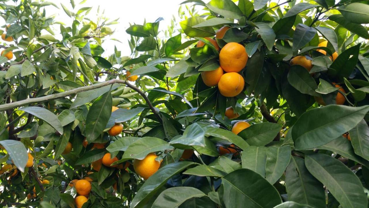 Haus Mandarina Daire Palit Dış mekan fotoğraf