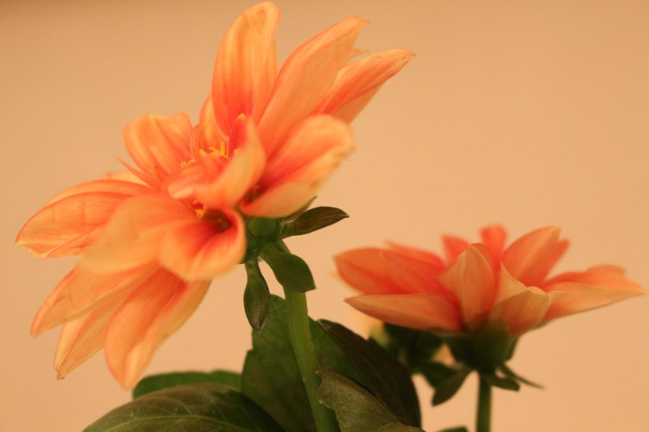 Haus Mandarina Daire Palit Dış mekan fotoğraf